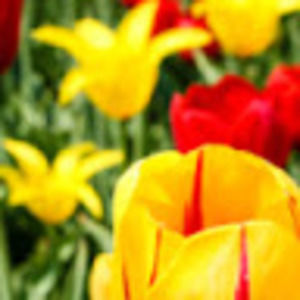 Meet your Posher, Elena